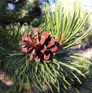 pine cone